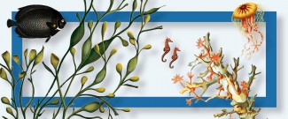 CRH-Illustration-Behold-The-Sea_1080x450