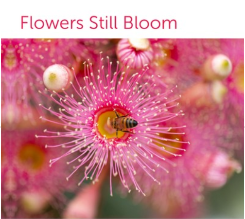Flowers Still Bloom: New Release From Michelle Nelson On Move
